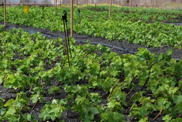 Lanzarote pone en marcha la campaña de estaquillado de la viña 🍇

Una acción clave para renovar el viñedo y asegurar el futuro del cultivo en la isla.

El objetivo es facilitar a los viticultores el acceso a material vegetal y reforzar la producción local.

El estaquillado permite conservar variedades tradicionales y mantener la calidad del vino lanzaroteño.

Apoyar al sector primario es proteger nuestro paisaje, nuestra economía y nuestra identidad 🌱

Fuente: politician.es

#Lanzarote #SectorPrimario #Viña #AgriculturaCanaria #productolocal